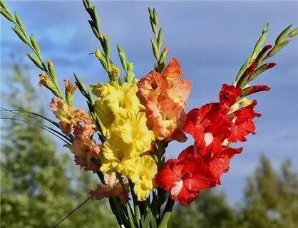 Песня гладиолусы в руках ранец за спиной