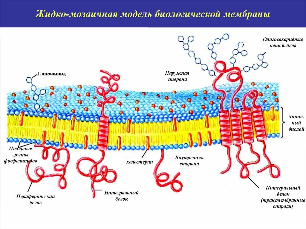 Жидкостно-мозаичная модель биологической мембраны. Жидкостно-мозаичная модель строения плазматической мембраны. Схема жидкостно-мозаичной модели строения плазматической мембраны. Жидко мозаичная модель плазматической мембраны. Наружная и внутренняя мембрана клетки