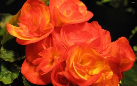 Бегония orange