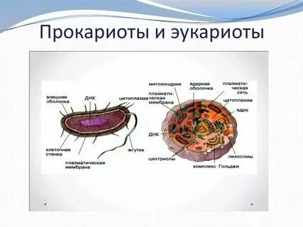 Клетки эукариотических организмов это