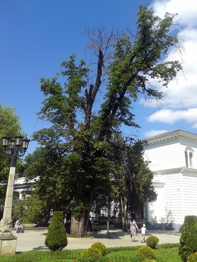 Купить дерево ставрополе