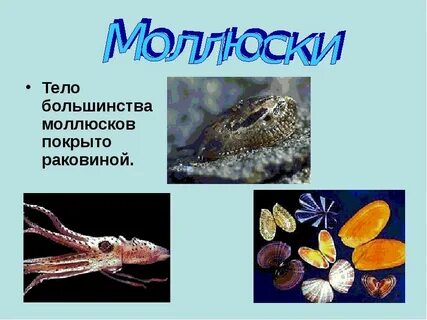 Покров моллюсков