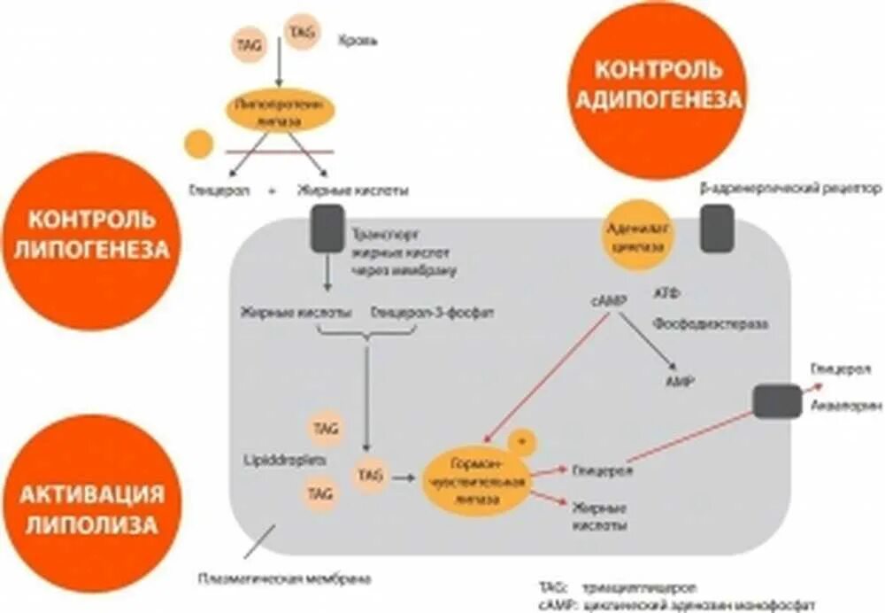 Процесс липолиза. Схема липолиза. Активация липолиза. Механизм активации липолиза.