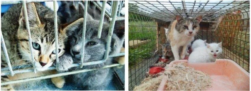 Сдать кошку в приют навсегда. Приют королев кошки. приют для кошек в пушкино.