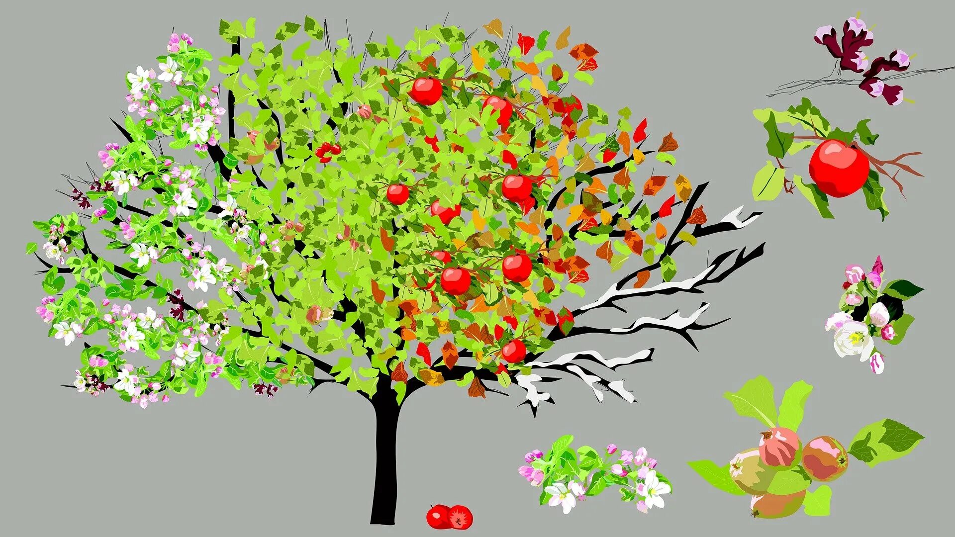 Яблони огэ. Яблоня дерево нецветущее. Яблоня м26. Яблоня референс. Сад с фруктовыми деревьями для детей.