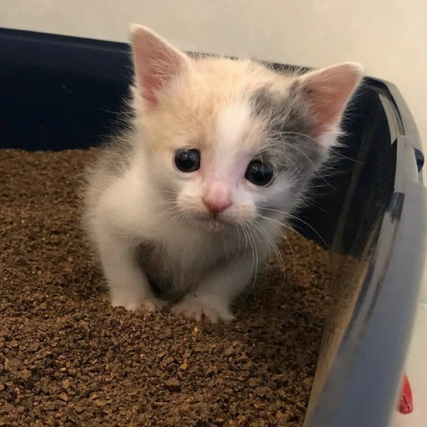 котенок плачет. маленький грустный котик покажи. самые милые котята. маленький котенок. кот британец вислоухий серый.