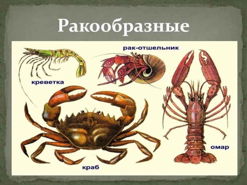 Предки ракообразных. Многообразие ракообразных. Класс ракообразные. Животные класса ракообразные. Ракообразные представители.