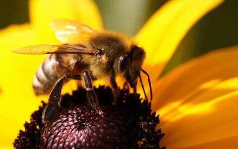 Bee пчела