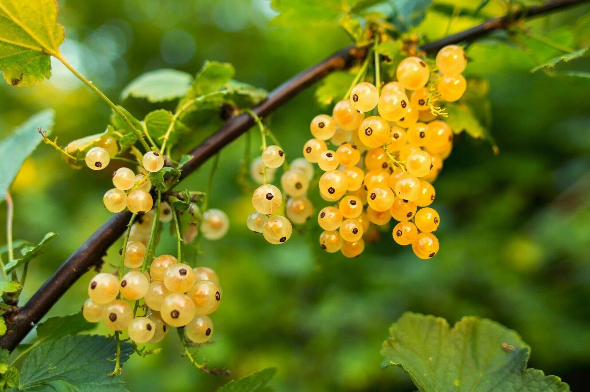 Белая смородина. Смородина белая Беляна. Ribes rubrum/смородина белая. Смородина белая Werdavia. Смородина белая Императорская.