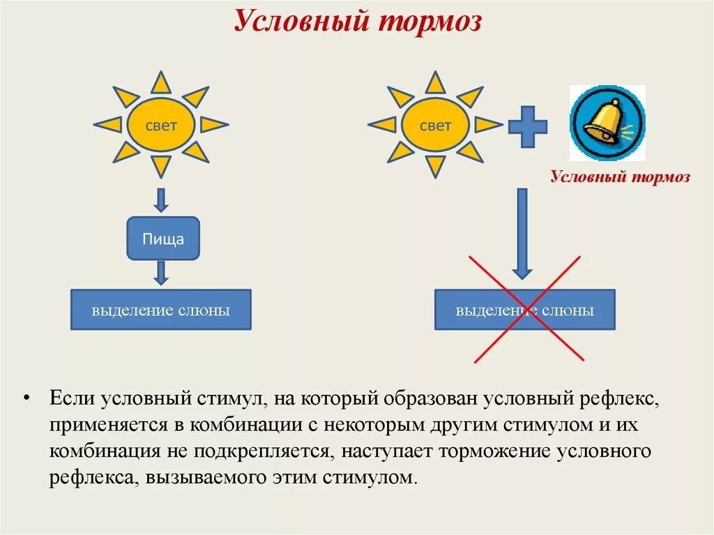 Пример торможения у человека