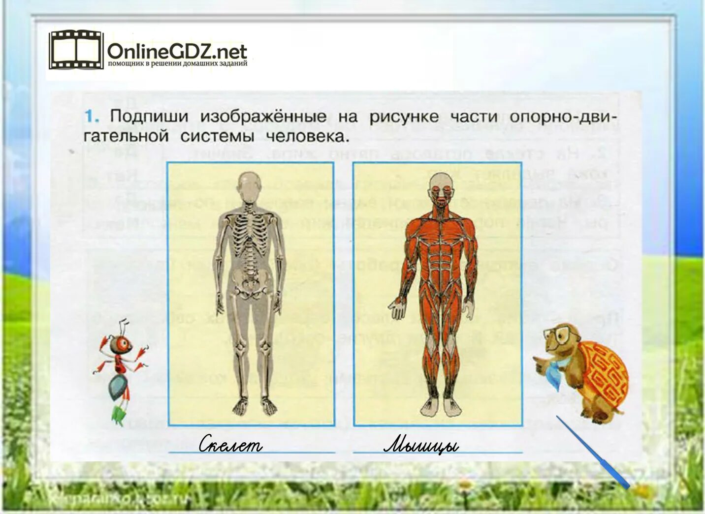 Рассмотри тело человека. Тело человека для 4 класса по окружающему. Опора тела и движение окружающий мир. Опора тела и движение рабочая тетрадь. Задание по окружающему миру тело человека.