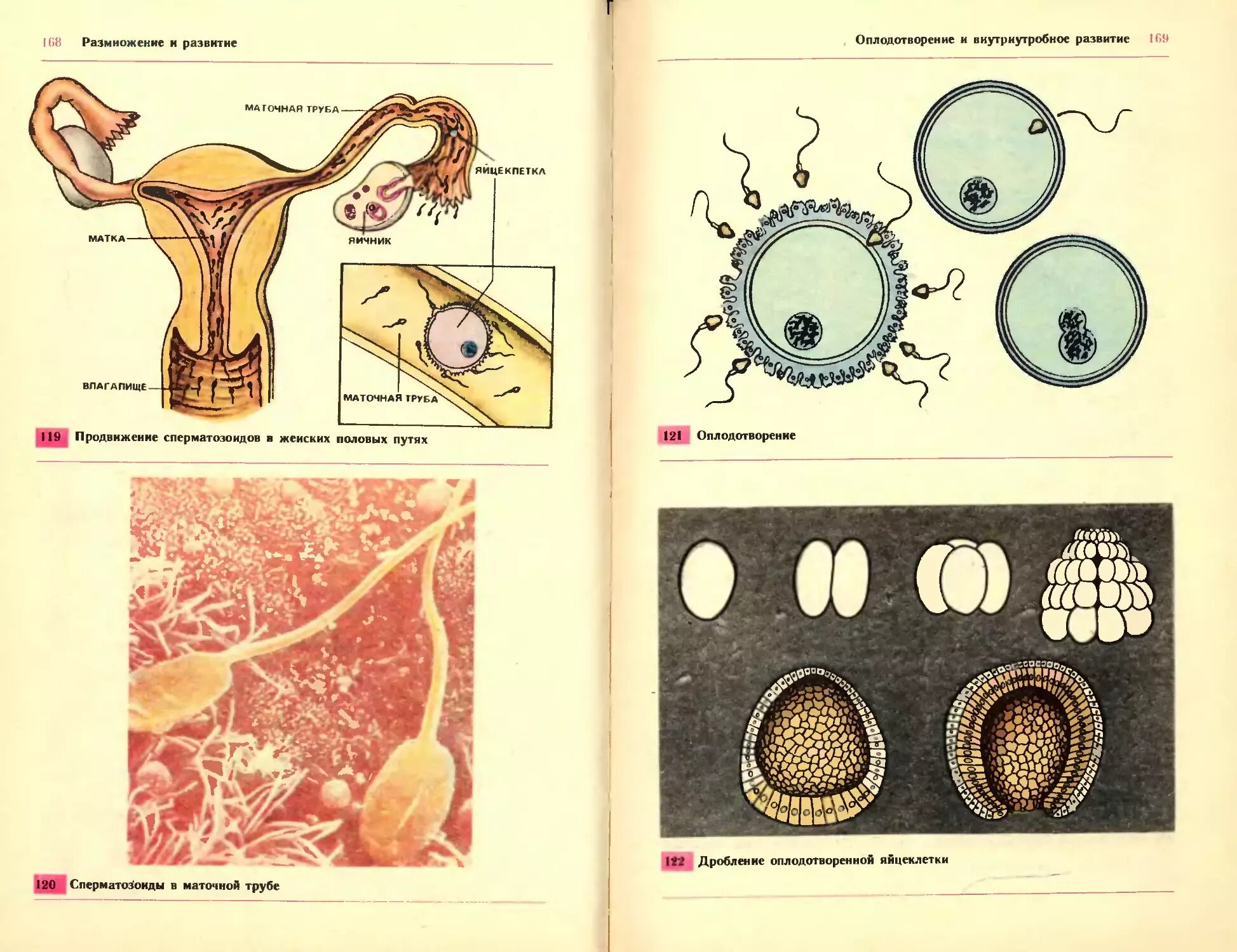 Биология как размножаются. Учебник биологии 8 класс темы оплодотворение. Учебник биологии оплодотворение. Биология 9 класс оплодотворение человека. Схема оплодотворения человека.