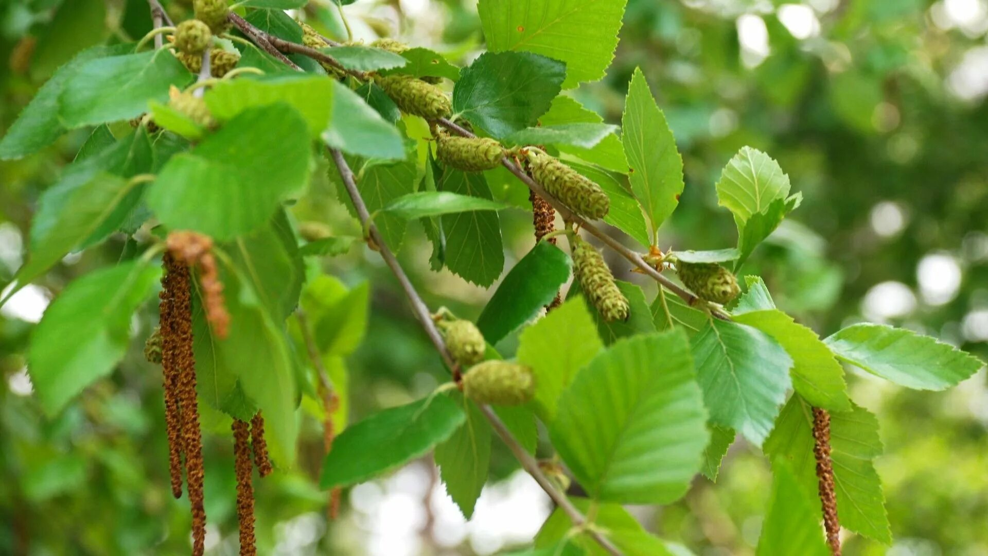 Какие плоды у березы. Береза Даурская (Betula dahurica). Береза повислая плод. Береза черная Betula nigra. Береза Даурская черная.