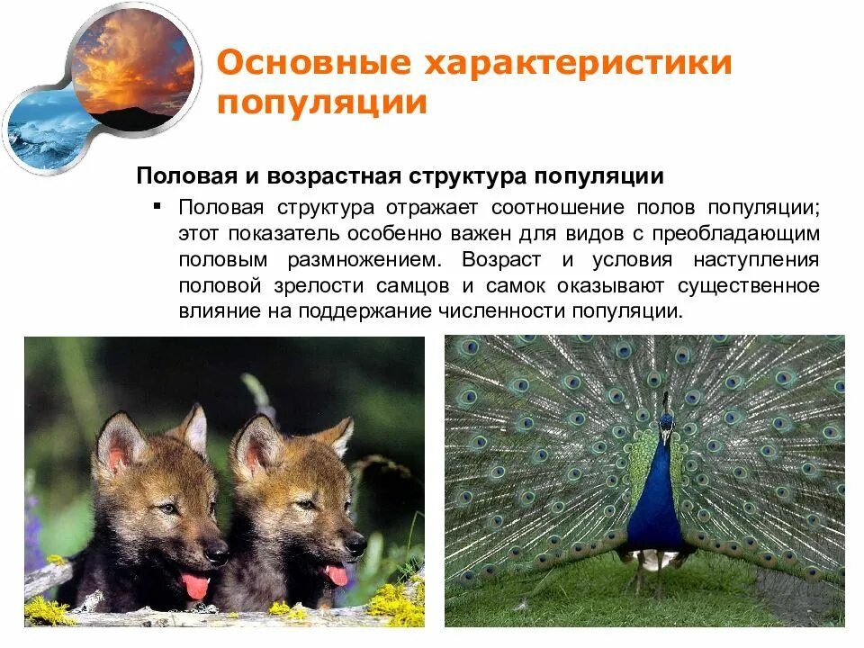 Компоненты популяции. Половая структура популяции. Экологические характеристики популяции. Экологическая структура популяции. Основные параметры популяции.