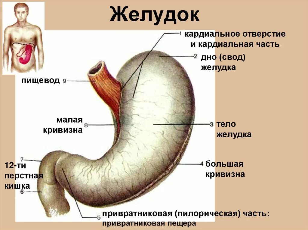 Какие отделы имеет желудок. Строение желудка анатомия латынь. Желудок анатомия человека латынь. Свод желудка анатомия латынь. Кардиальная часть желудка латынь.
