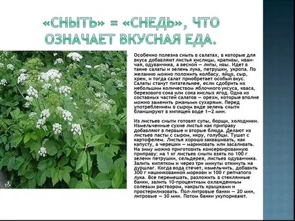 Польза сныти для организма для женщин