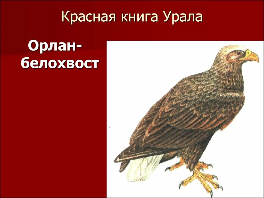 Красная книга россии свердловская область. Красная книга Урала. Животные красной книги Урала. Красная книга Южного Урала. Животные из красной книги Свердловской области.