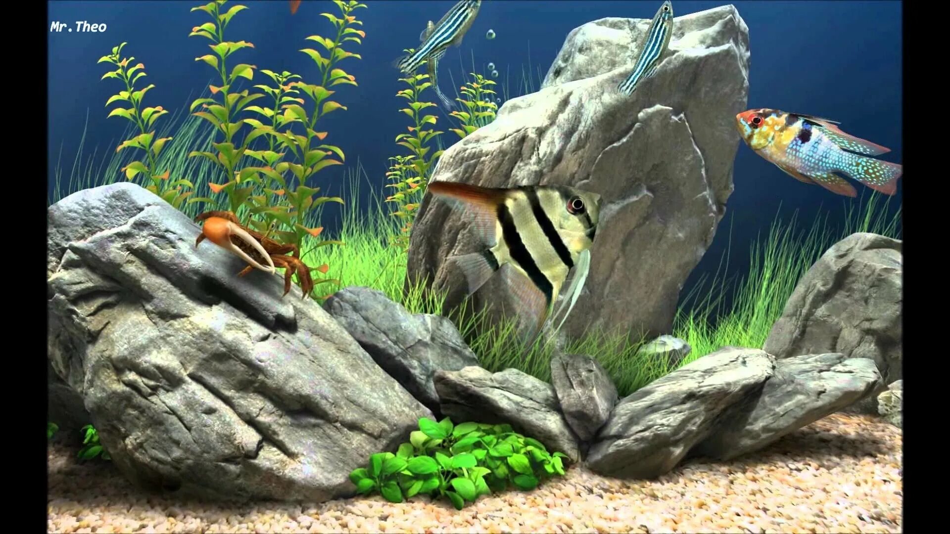 Обои аквариум. Живые рыбки. Живой аквариум. Аквариум заставка на рабочий стол. Люди на экран живые