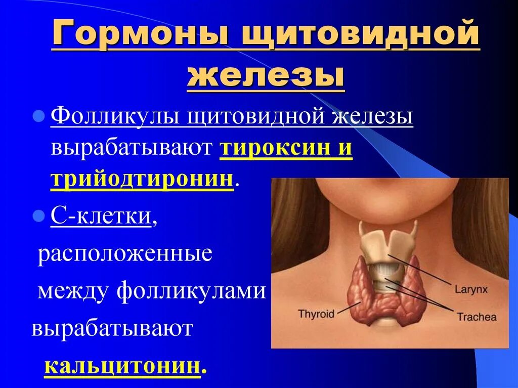 Где зоб. Щитовидная железа продуцирует гормон. Секретируемые гормоны щитовидной железы. Гормон регулирующий функции щитовидной железы. Щитовидная железа вырабатывает гормона тироксин норма.