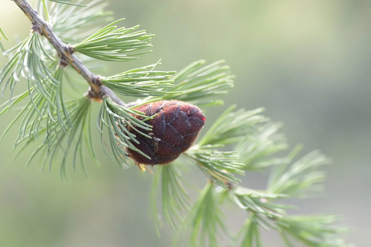 лиственница сибирская эвоинки. лиственница жук. лиственница ольгинская. лиственница европейская. сайты лиственницы.
