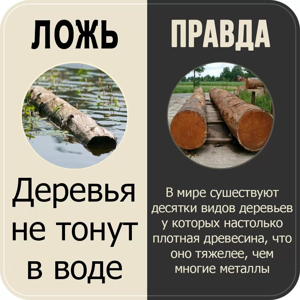 Неправда 5 букв. Правда и ложь. Правда. Дерево не тонет. Почему дерево не тонет.