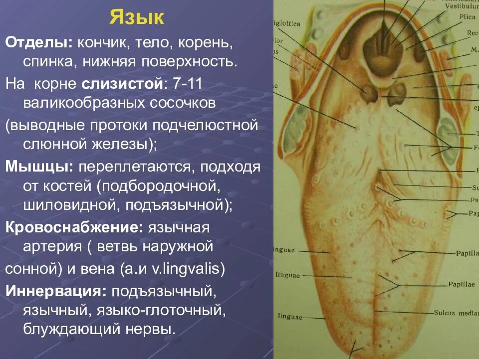 Кровоснабжение и иннервация языка. Кровоснабжение языка анатомия. Топографическая анатомия языка. Слизистый на латинском