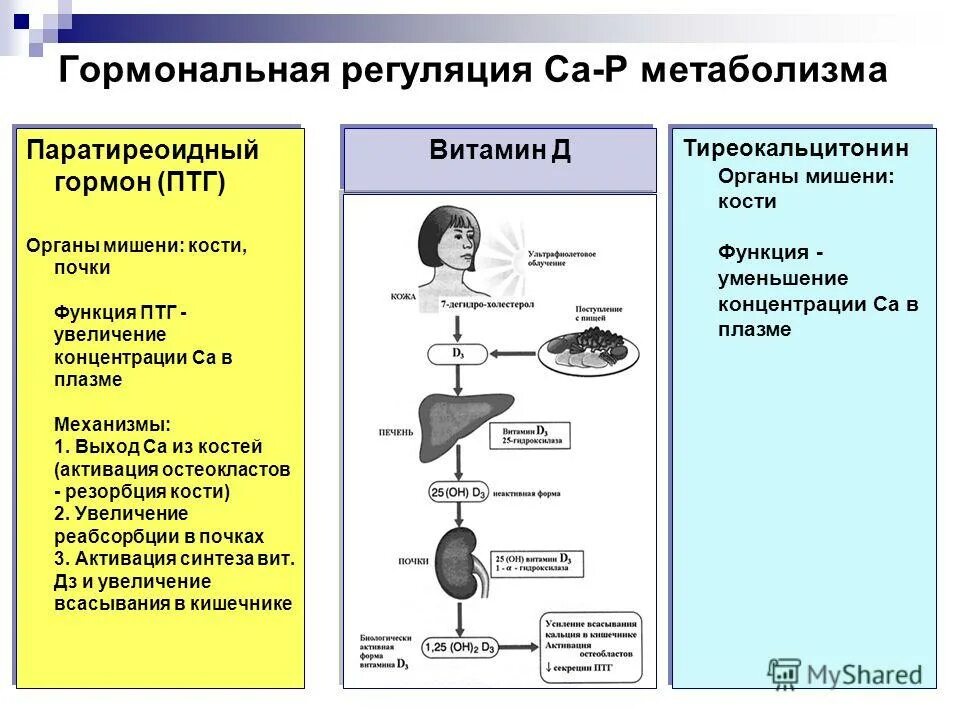 Какие гормоны регулируют обмен веществ. Гормоны регулирующие обмен веществ. Гормональная регуляция метаболизма. Гормоны в регуляции метаболизма.. Эндокринная регуляция метаболизма.