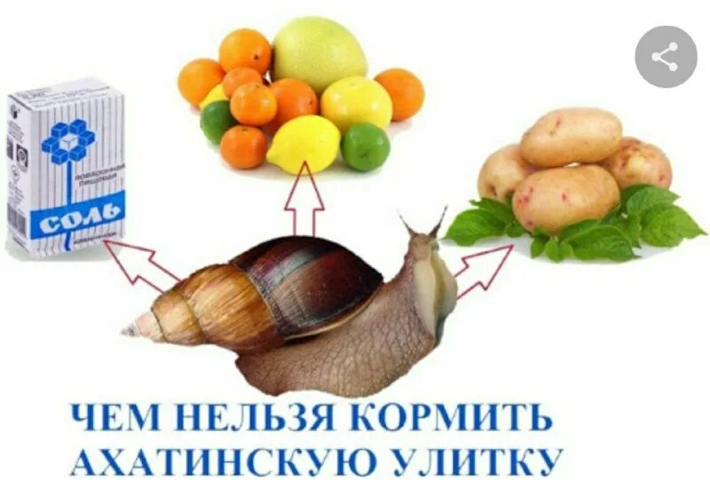 Можно ли давать улиткам ахатинам
