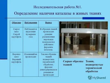 Все живые организмы содержат каталазу