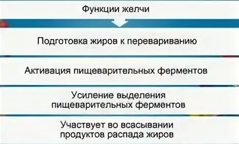 Какую функцию выполняет желчь выберите ответ