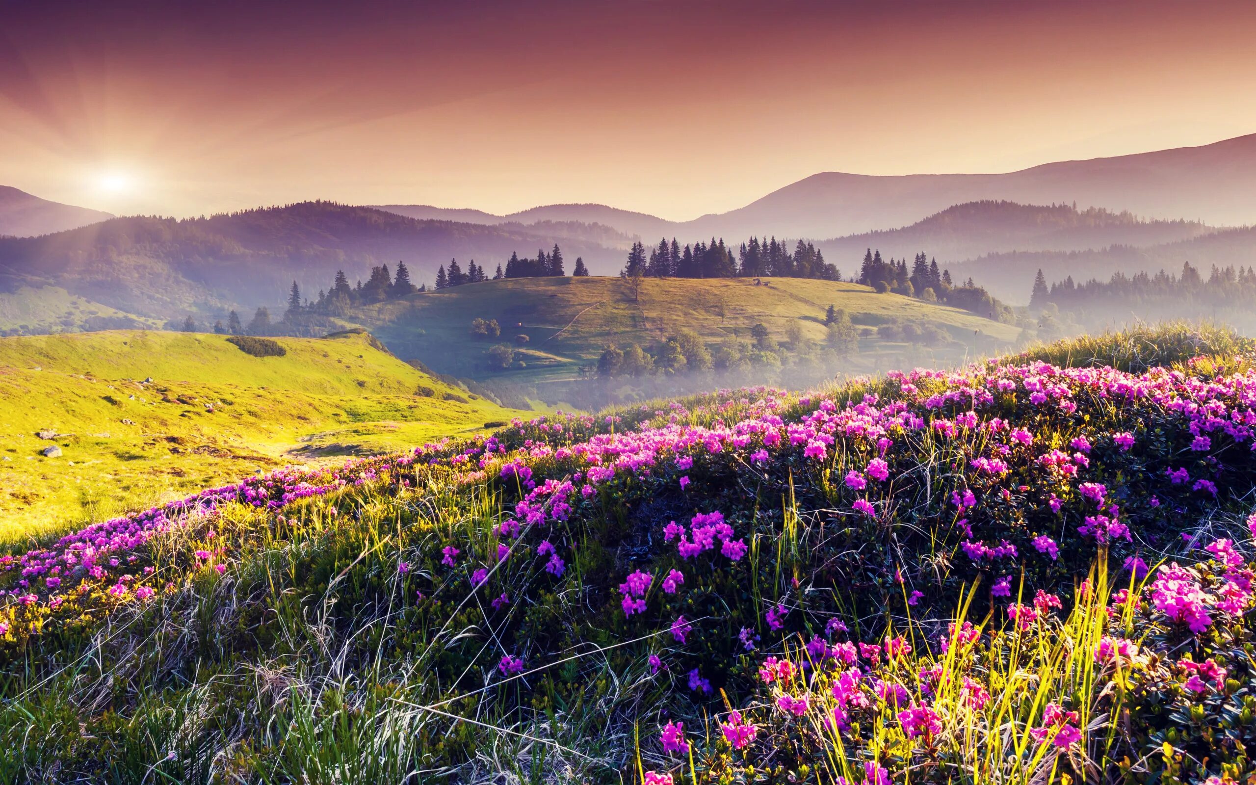 Холмы цветы. Альпийские Луга Италии. Рододендрон в горах Монти-Сибиллини. Альпийские Луга Франции. Альпийские Луга Франции+цветы+горы.