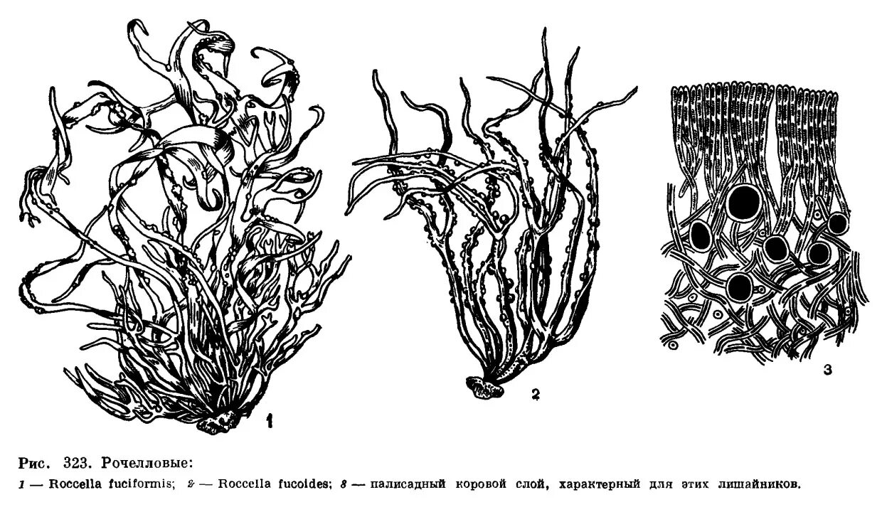 Лишайники Roccellaceae. Таллом Enteromorpha. Гомеомерное слоевище лишайников. Кустистый таллом.