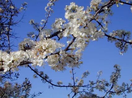 Blooming plants