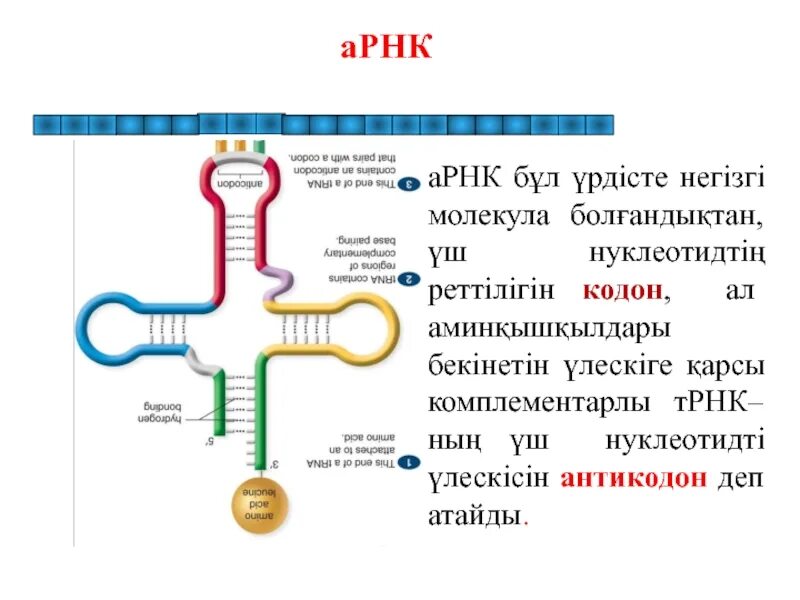 ТРНК. Тренировки РНК. Антикодон это в биологии.