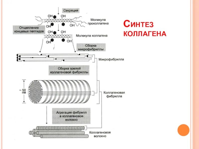 Витамин участвующий в синтезе коллагена. Биосинтез коллагена схема. Синтез коллагена биохимия схема. Схема синтеза коллагеновых волокон. Коллаген Синтез реакция схема.