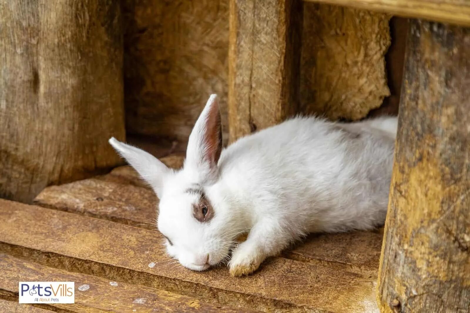 Rabbits sing. Сонный кролик. Как спят кролики. Rabbit Actions.