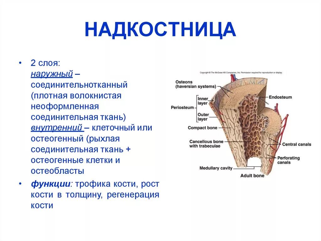 Строение надкостницы анатомия. Структура кости надкостница. Надкостница зуба строение. Строение надкостницы гистология. Внутренним слоем и поверхностью