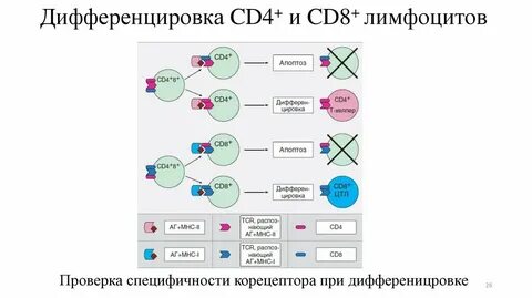 Cd лимфоциты
