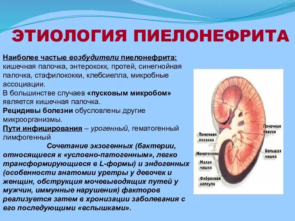 Исход заболеваний почек. Хронический пиелонефрит поражение почек. Поражение почек при хроническом пиелонефрите. Ренальные симптомы пиелонефрита. Болезни почек - пиелонефрит, острый и хронический.