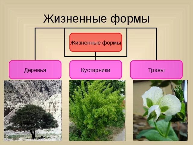 Жизненные формы двудольных примеры Папоротниковые однодольные двудольные хвойные общий признак найдено 77 картино