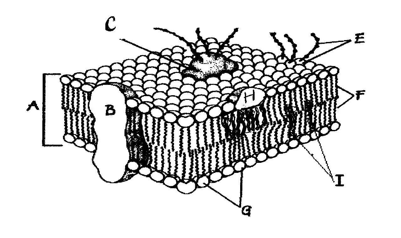 Cell membrane