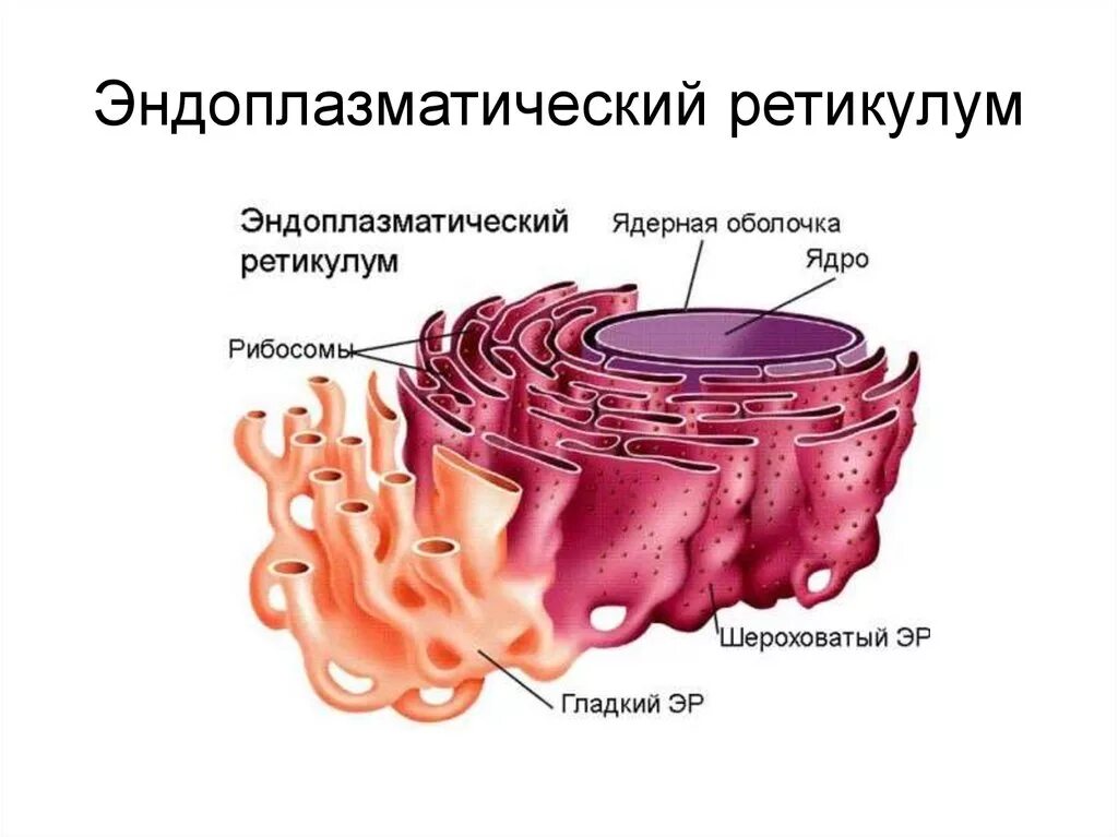 Эндоплазматическая сеть ретикулум функции. Эндоплазматическая сеть (ЭПС).