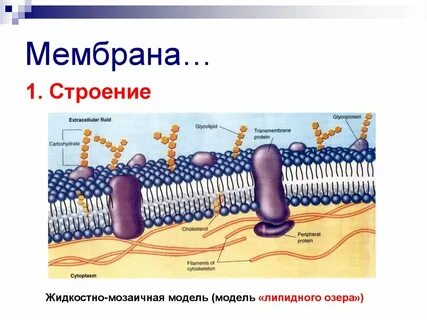 Мембрана клетки представляет собой