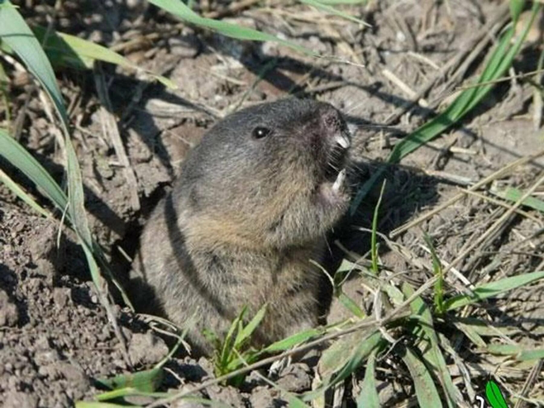 Слепушонка обыкновенная Ellobius talpinus. Землеройка слепыш. Белозубый слепыш. Крот слепыш обыкновенный. Земляные написать