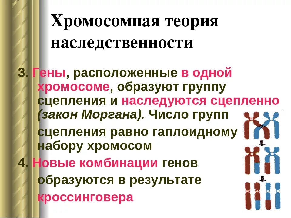 Хромомосмная теория наследственности. Морган генетика теория наследственности. Теория Моргана. Хромосомная теория наследственности наследственности генетика пола. Теория сцепленного наследования