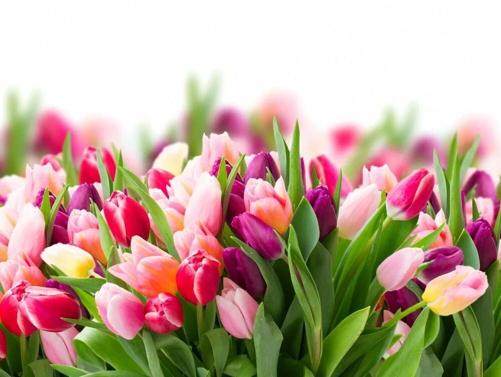 Девушка с тюльпанами. Красивая женщина с цветами. Праздник нежности и красоты. Шикарные тюльпаны. Праздник нежности и красоты.