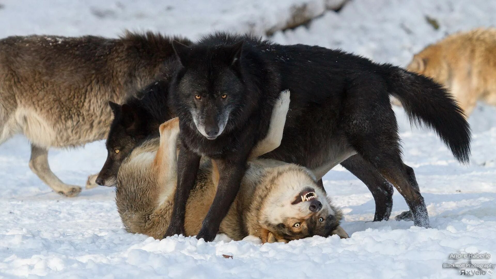 альфа волк. бегущая с волками. волк. волк проходит мимо. волк проходит мимо.