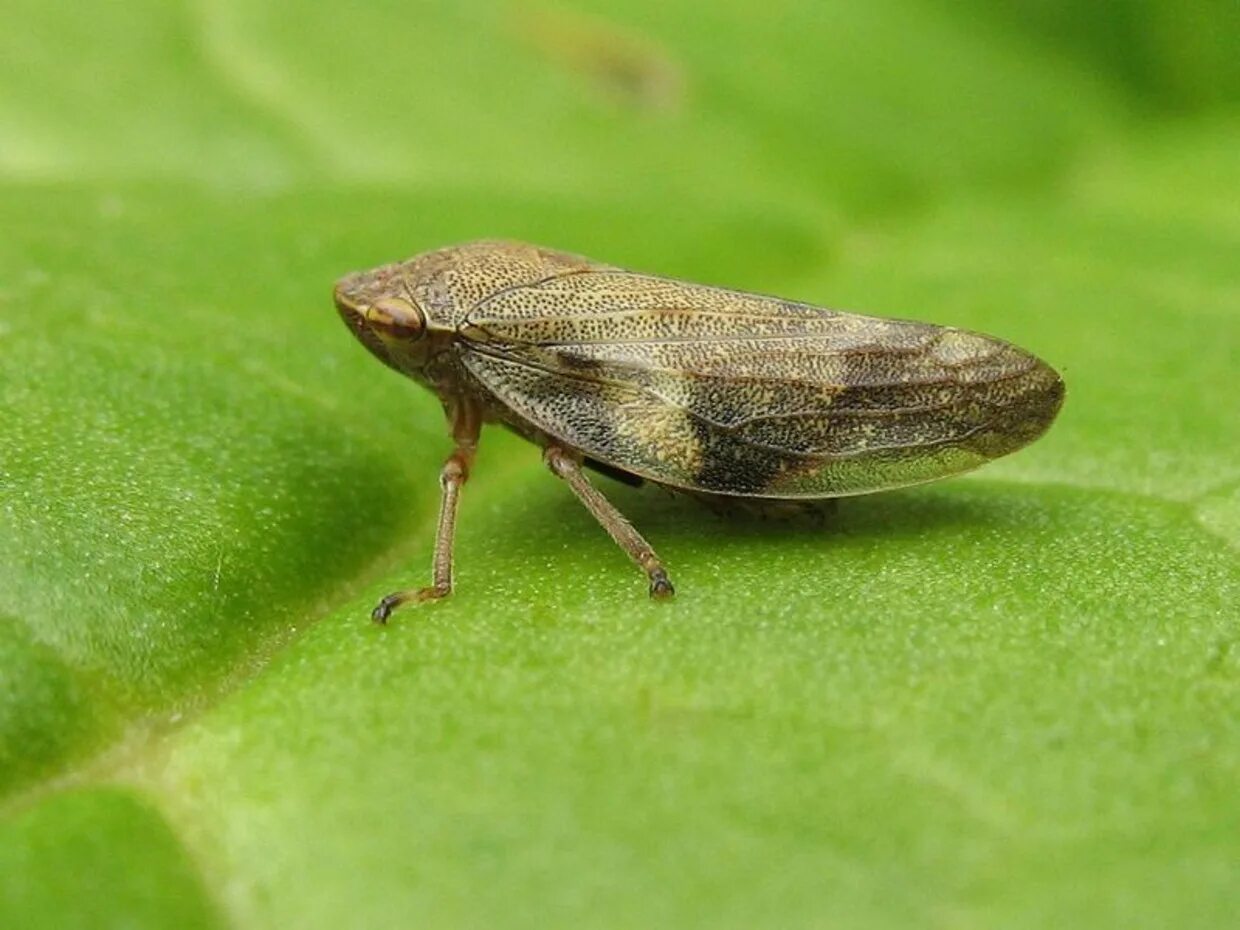 Aphrophora alni. Цикада пенница. Пенница Cercopidae. Пенница Ивовая.