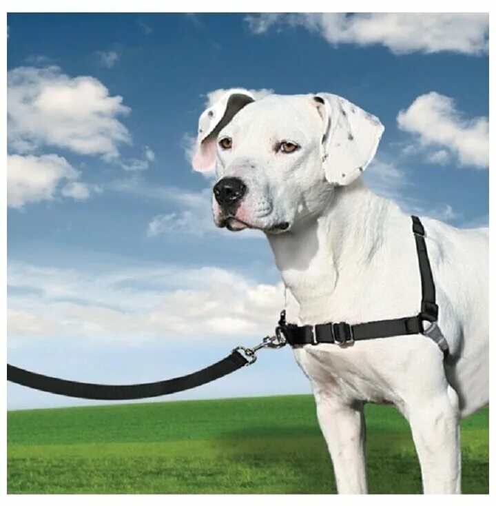 Easy walk. Шлейка изи волк. Корректирующая шлейка изи вок. Шлейка osso fashion. Шлейка изи волк.