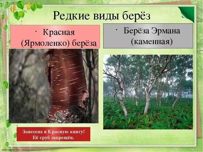 какие виды берез. виды бере. какие виды берез. сорта березы. какие виды берез.